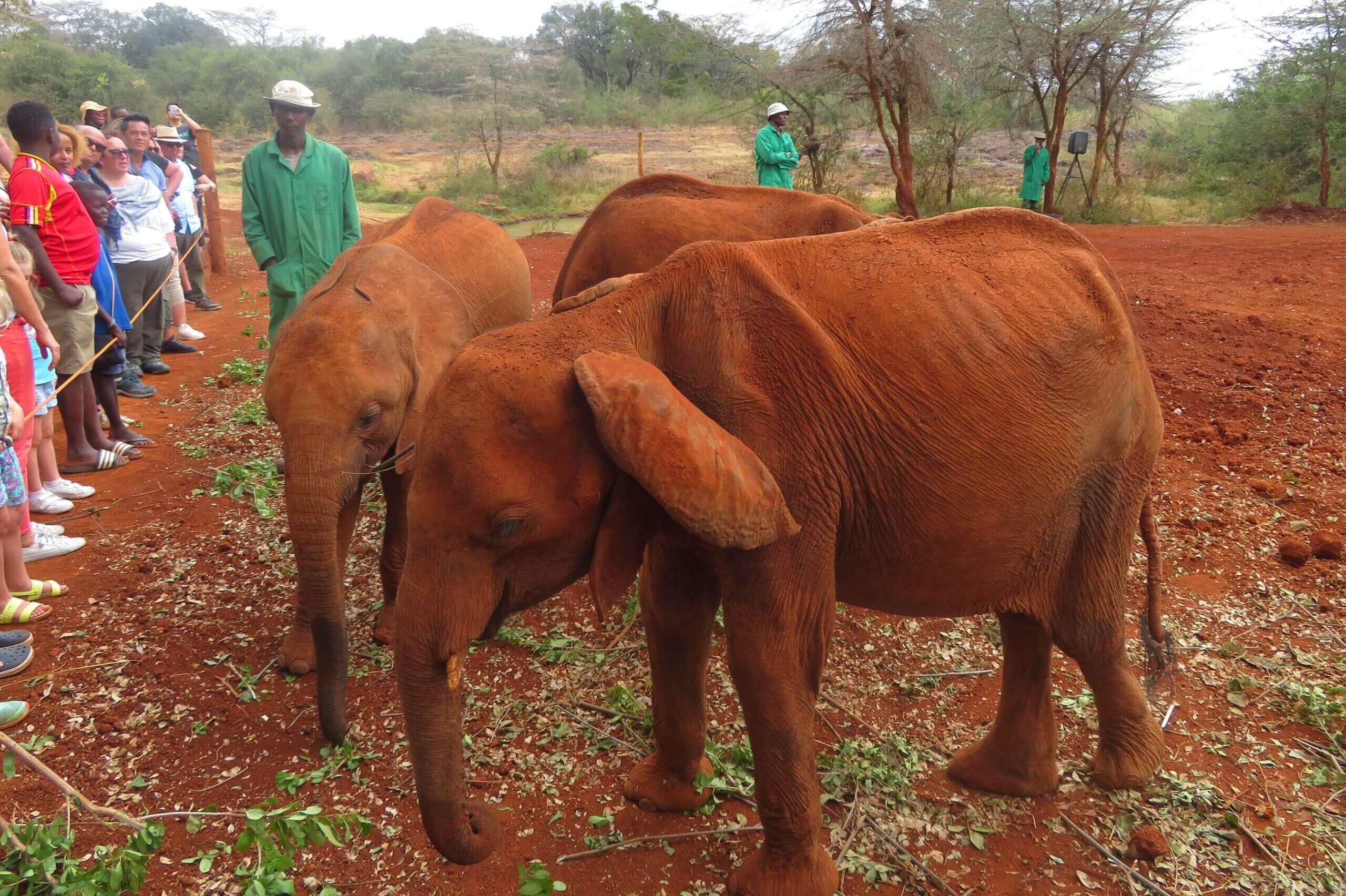 Elephant Orphange, Nairobi Kenya