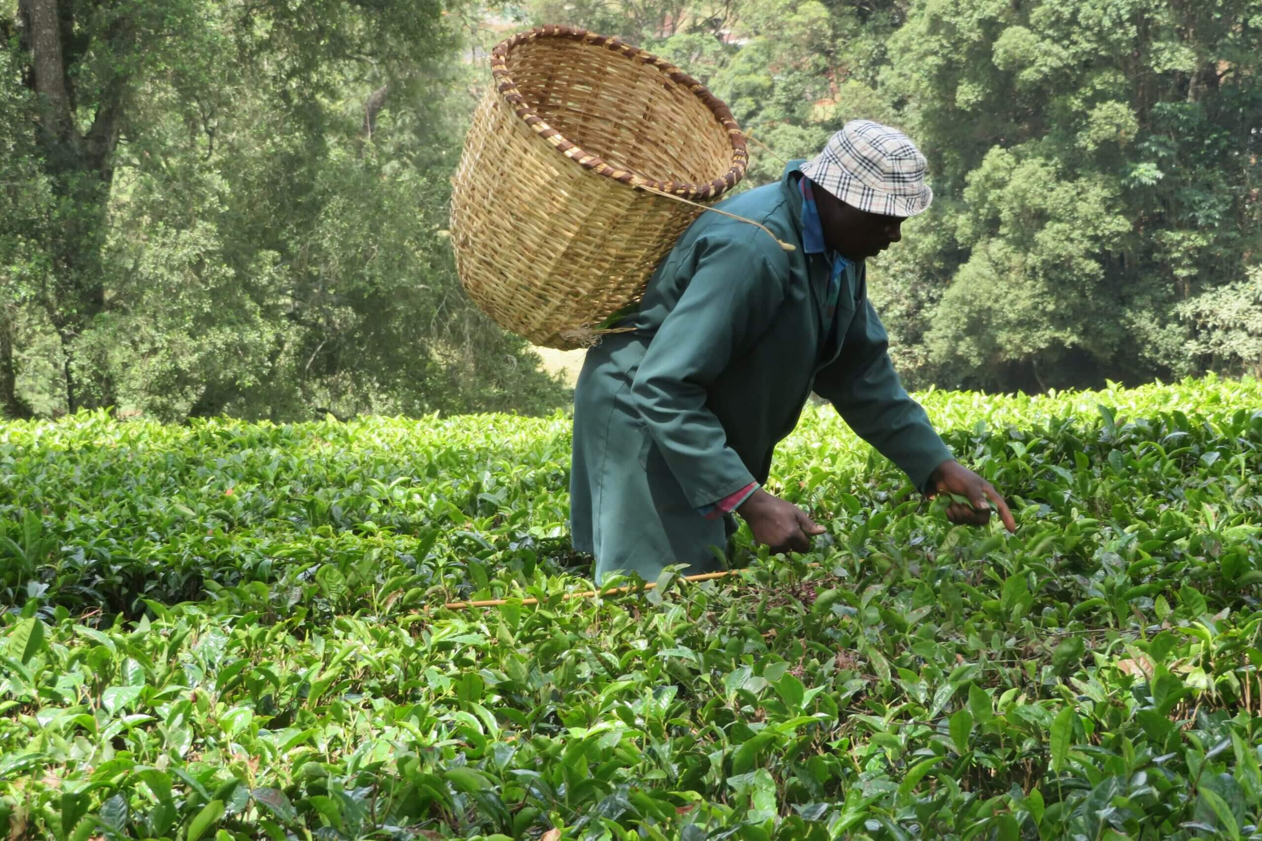 Purple Tea Farm